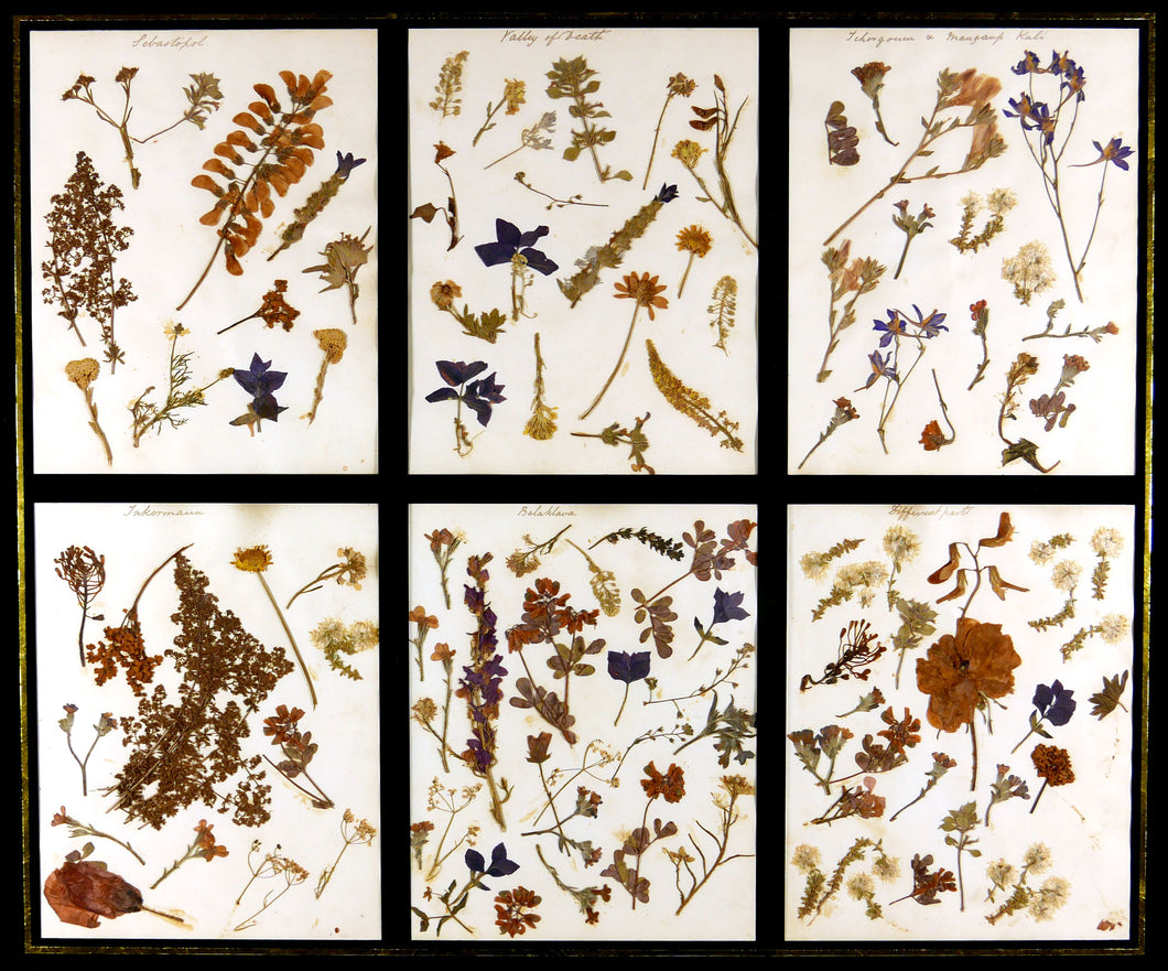 Victorian Pressed Flowers From the Crimean Battlefields, 1856