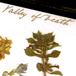 Load image into Gallery viewer, Victorian Pressed Flowers From the Crimean Battlefields, 1856