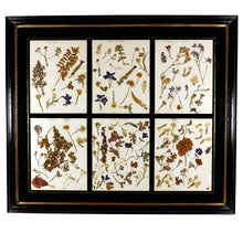 Load image into Gallery viewer, Victorian Pressed Flowers From the Crimean Battlefields, 1856