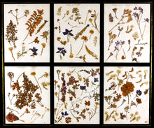 Load image into Gallery viewer, Victorian Pressed Flowers From the Crimean Battlefields, 1856
