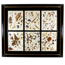Load image into Gallery viewer, Victorian Pressed Flowers From the Crimean Battlefields, 1856
